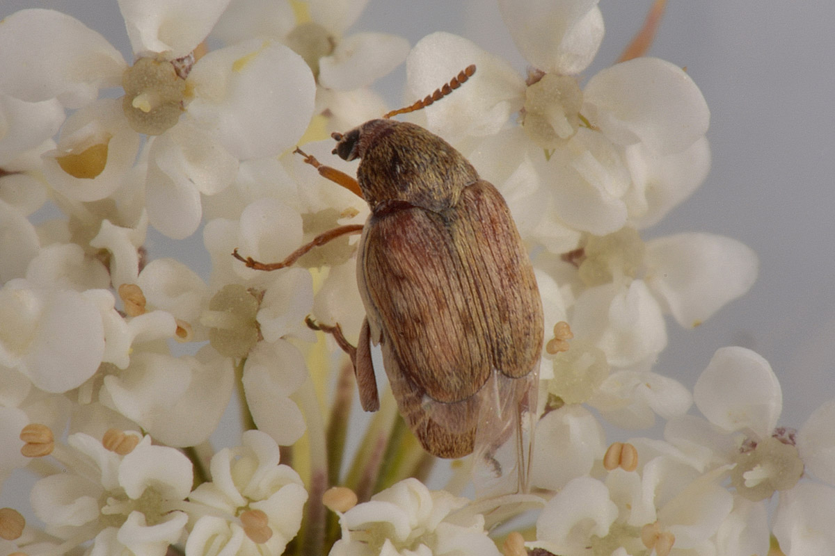 Bruchidius terrenus (cfr.)